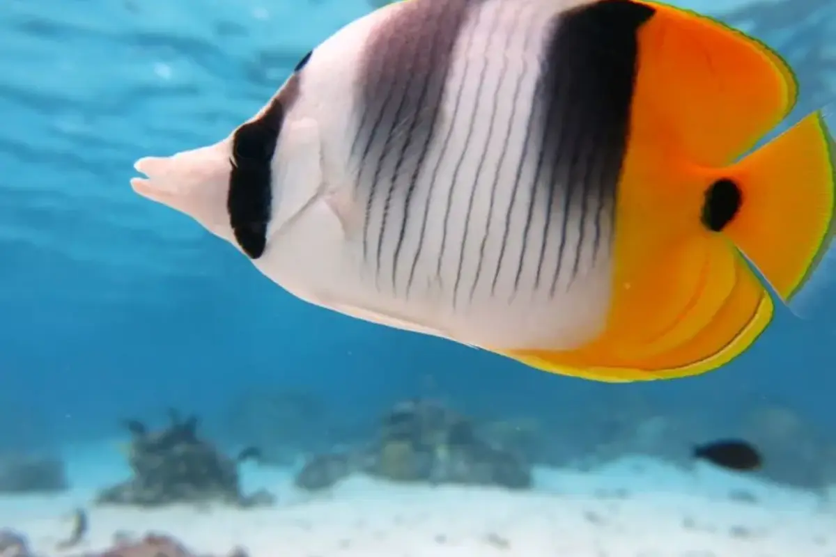 Marsa Alam Tours